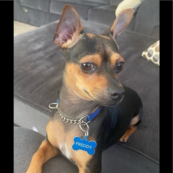 Meet your Posher, Lou - Picture 2 of 2